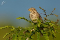 Strnad lucni - Emberiza calandra - Corn Bunting 4336